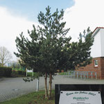 Waldkiefer_Baum des Jahres 2007