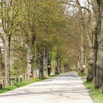Lindenallee Richtung Lübeck