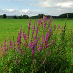 Blut-Weiderich am Moorgrabenrand