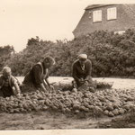 Lange Reihe 24: Kartoffelsortierung