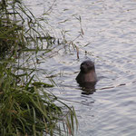 Kegelrobbe hat sich im Kanal verirrt- 2011_09