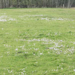 Wiesenschaumkraut