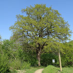Die wohl älsteste Eiche in Kru_am Spielplatz Bonninguesstr.