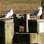 Möwen am Elbe-Lübeck-Kanal