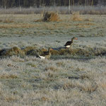 Graugänse im Krummesser Moor