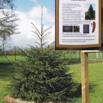Fichte_Baum des Jahres 2017