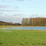 Landunter im Moor nach tagelangem Starkregen - 24. Dez. 2014