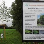 Winterlinde_Baum des Jahres 2016