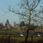 Schwäne an Kipps Torfkuhle