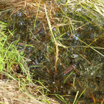 Teichfrosch am Grabenrand