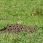 Feldlerche bei der Futtersuche