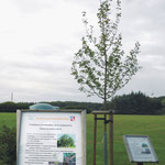 Feldahorn_Baum des Jahres 2015