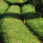 Hase in der Fahrspur