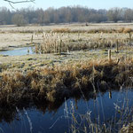 Wiedervernässungsprojekt der Hansestadt Lübeck im Krummesser Moor 