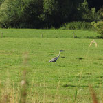 Graureiher im Krummesser Moor