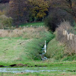 Silberreiher im Beidendorfer Landgraben