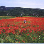 Campos de Gerbe