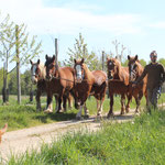 Retour du pré