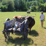 Formation "Initiation à la traction bovine" (juin 2021)