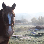 Brume matinale