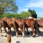 Le gang des gros culs