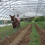 Buttage des tomates