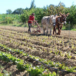 Préparation des buttes de salades