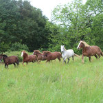 Ouverture du pré d'été