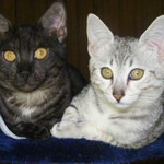 My fur babies that are now in spirit.  