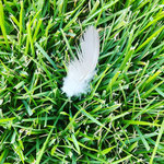A feather gifted to me by my protector guide, Chief Red Eagle Feather. <3