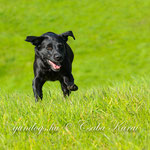 Foto: Csaba Karai I gundogs.hu