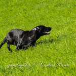 Foto: Csaba Karai I gundogs.hu