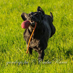 Foto: Csaba Karai I gundogs.hu