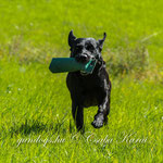 Foto: Csaba Karai I gundogs.hu