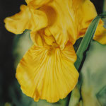 Gelbe Iris