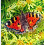 Schmetterling auf Blume 