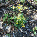 Hohe Schlüsselblume oder Wald-Primel (Primula elatior)