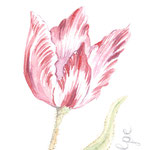 Aquarellskizze "Tulpe":Rot-Weiß   gesprenkelter Tulpenkopf