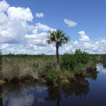 Everglades / Florida, Copyright © 2007