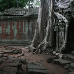 Ta Prohm - silk cotton trees growing over the ruins, Angkor / Cambodia, Copyright © 2011