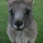 Kangaroo / Tasmanien, Copyright © 2009