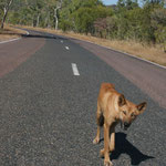 Dingo, Kakadu National Park / Northern Territory, Copyright © 2009
