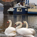 Swan city, Copyright © 2013