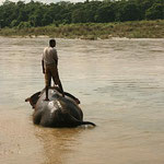 Elephant wash / Chitwan-Nationalpark, Copyright © 2008