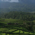 Rice terraces in Jatiluwih with Gunung Batukau in the back, Copyright © 2012