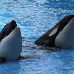 Sea World / Orlando, Copyright © 2007