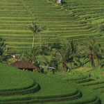 Rice terraces in Jatiluwih, Copyright © 2012