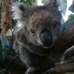 Koala / Tasmanien, Copyright © 2009