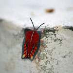 unknown insect, Luang Prabang / Laos, Copyright © 2011