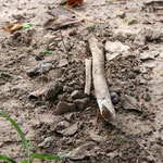 Human bones breaking through soil at the Killing Fields of Choeung Ek / Cambodia, Copyright © 2011